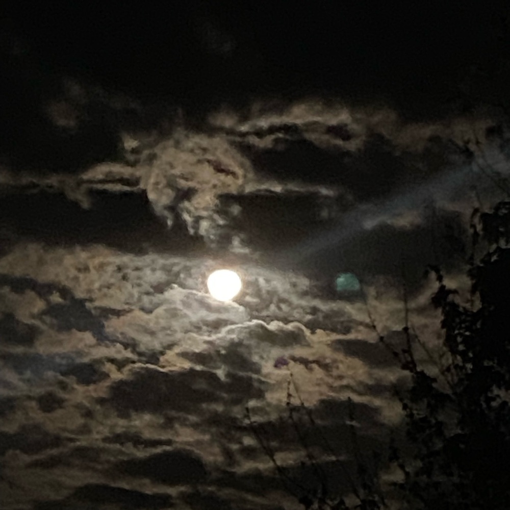 Hi 👋 I’m 🌹Rosalinda 👽 - Picture 3 of 4